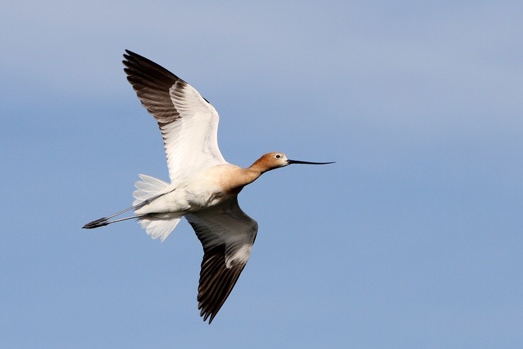 Avocet-winter2