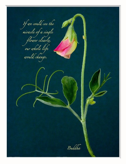Miracle of a single flower, Buddha quote
