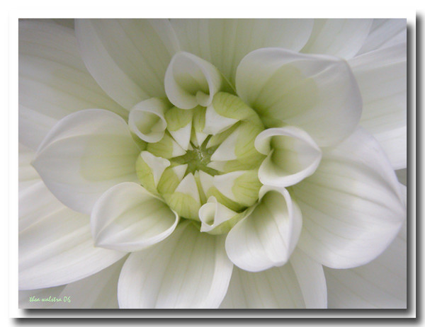 White innocence