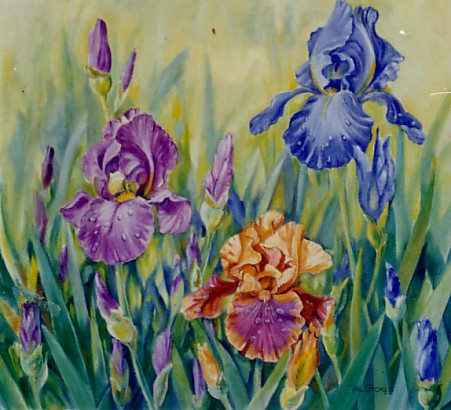 Iris