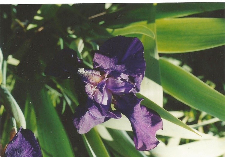 leaf 9