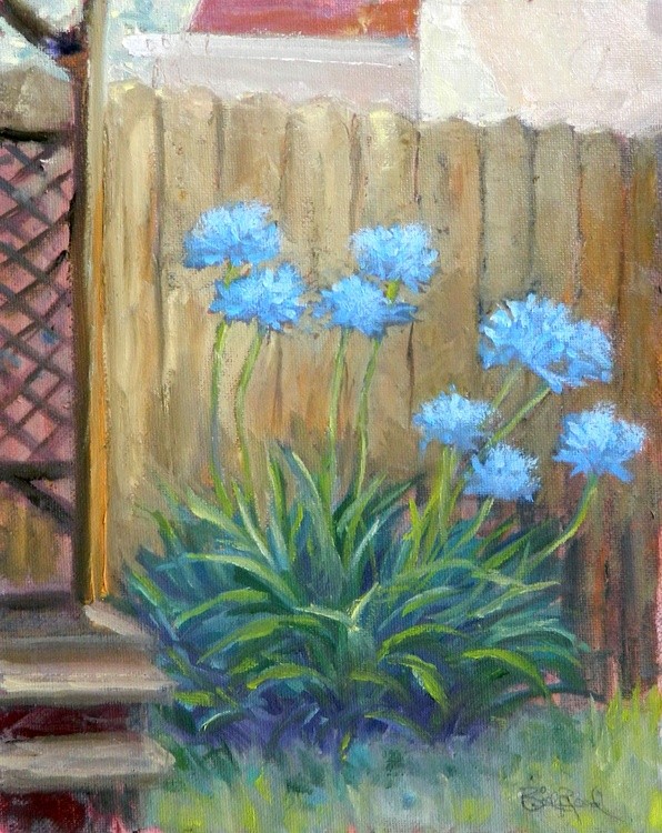 Agapanthus
