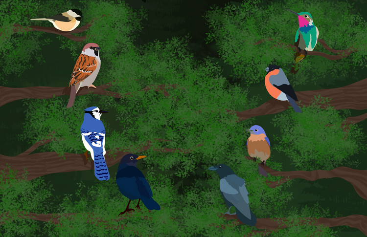 Birds 