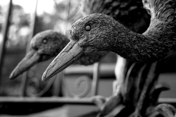The Birds