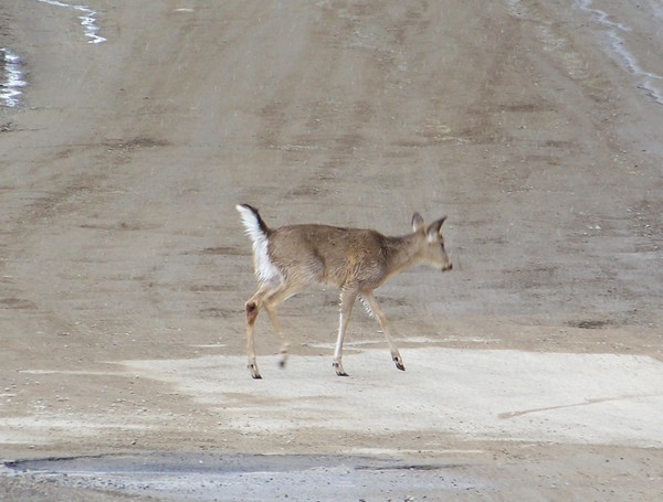 The deer are moving