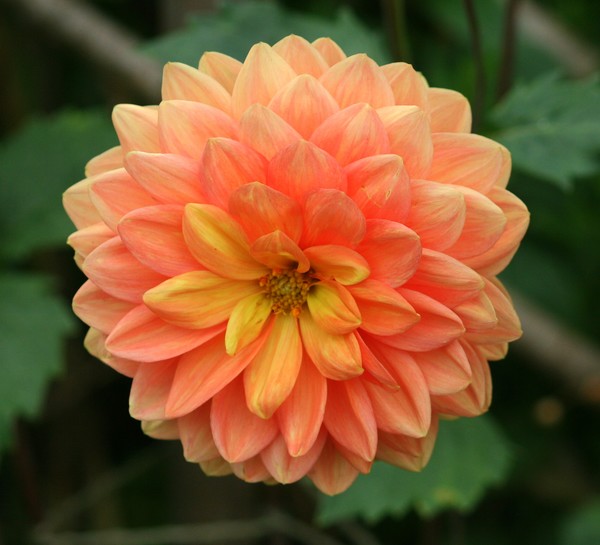 Peach Dahlia