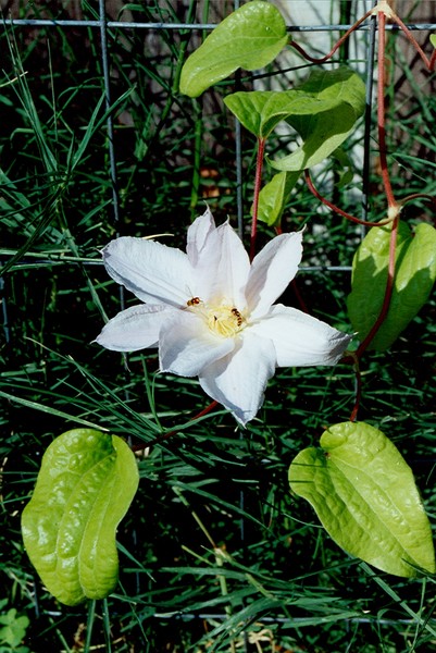 Two Bugs in a flower