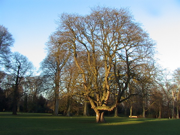 319. THAT FINE TREE, AGAIN!