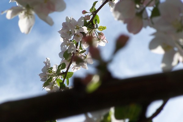 Apple blossom