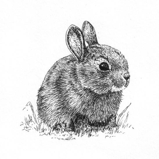 Bunny Fluff