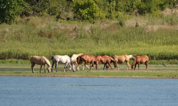 Horses on Little Boggy Creek Pond