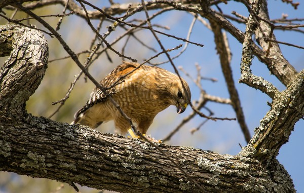 Small hawk