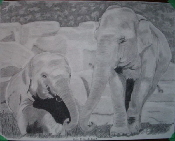 Elephants