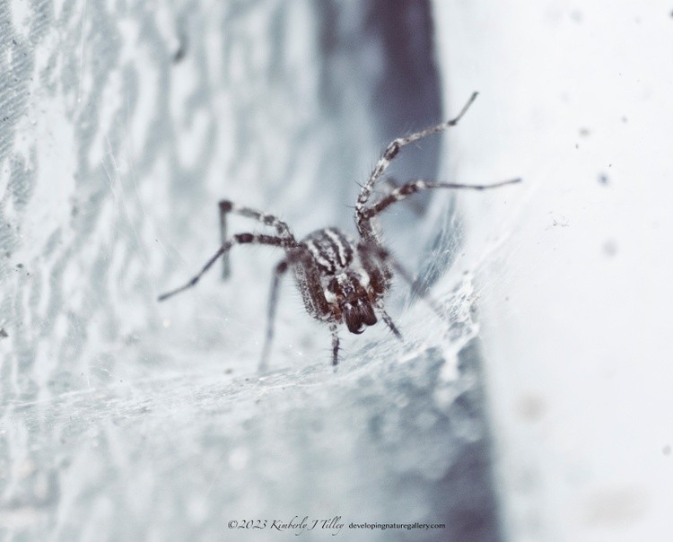 Grass Spider P7189