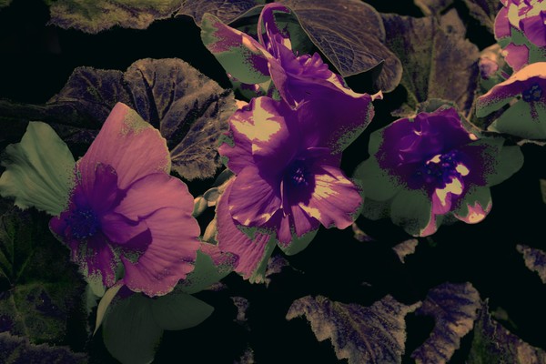 Purple Passion