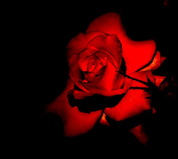 Midnight Rose
