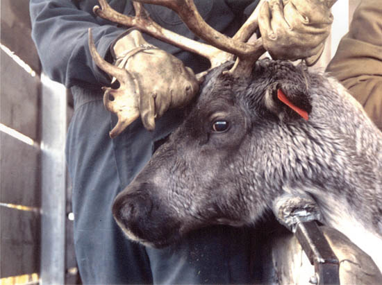 Captive Reindeer