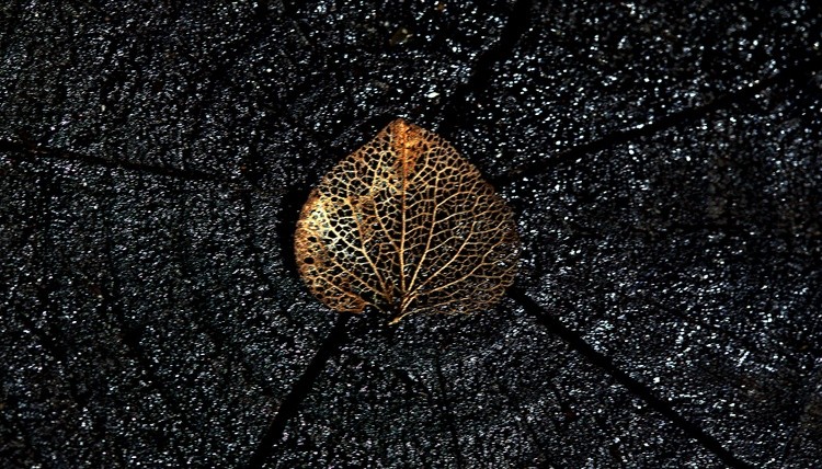 Universal Decay