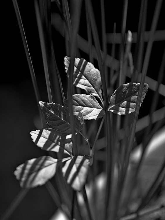 Within The Tall Grass