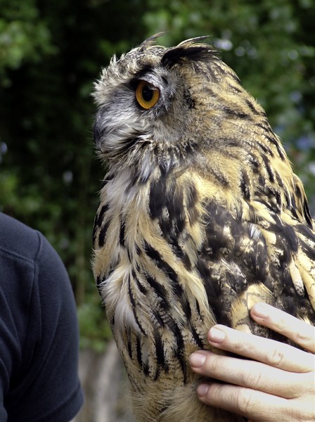 Owl In Hand.