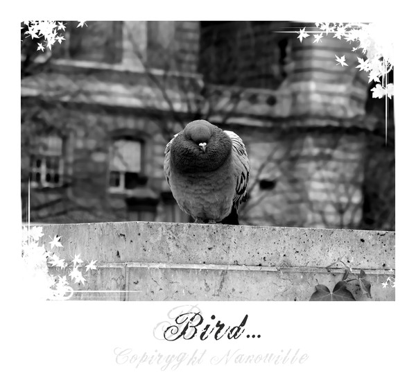 bird