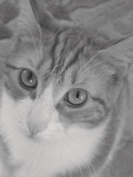 I'm Innocent