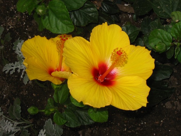 Red Eye Hibiscus