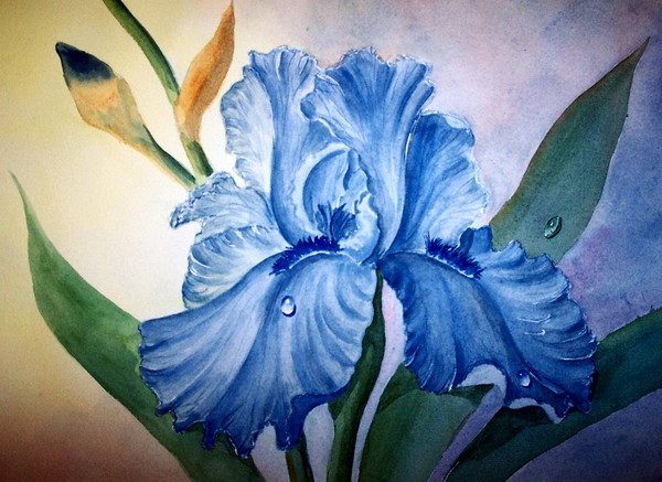 Bearded Iris