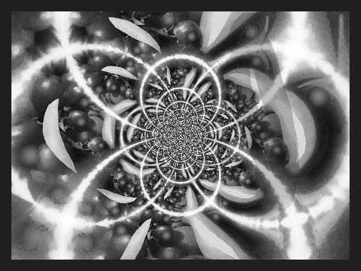 cynthias grapes in black and white