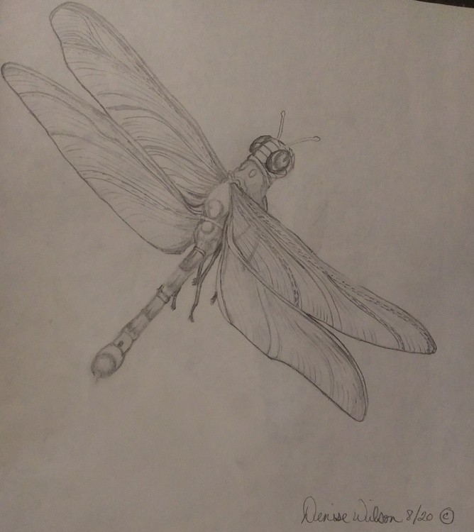 Lonely dragonfly