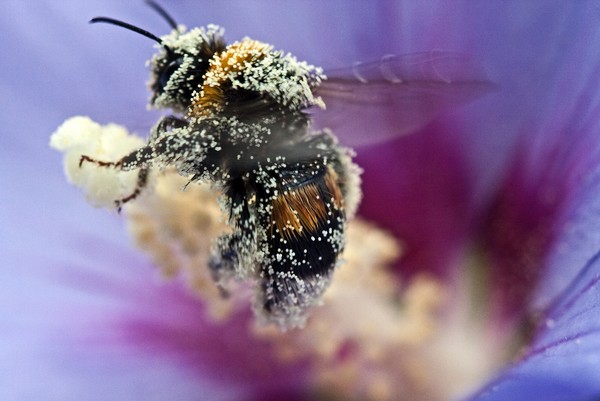 Covered with pollen