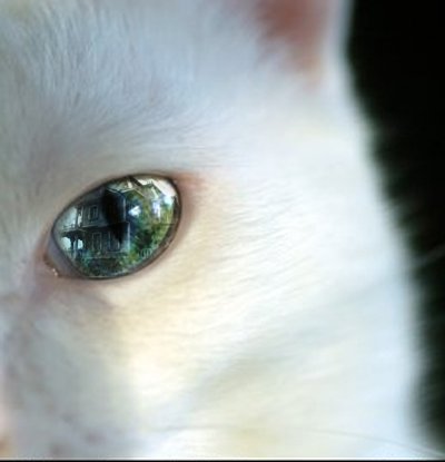 The Cat's Eye