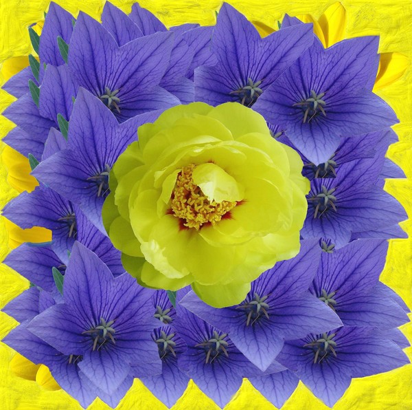 A yellow flower