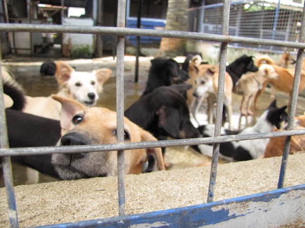 Dogs Behind Bars