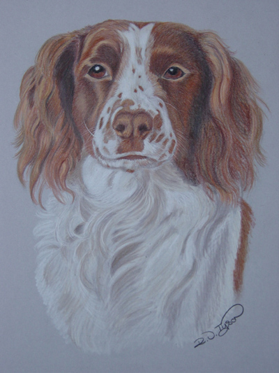 Sam, Spaniel dog