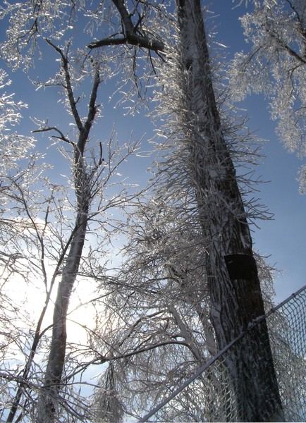 Frozen  Forrest