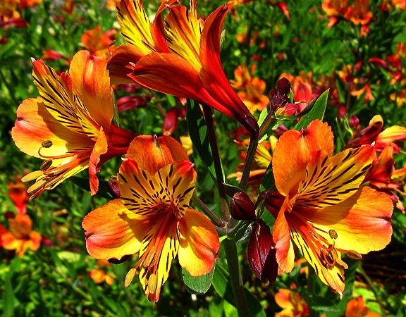 Orange Delight