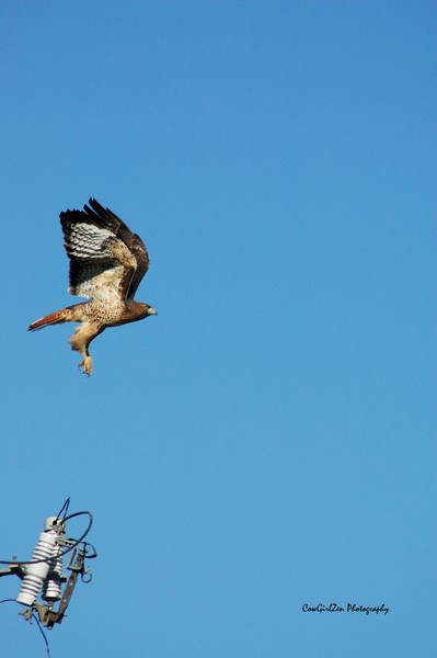 Free Bird I