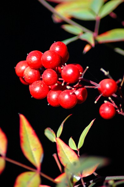 Red Delights