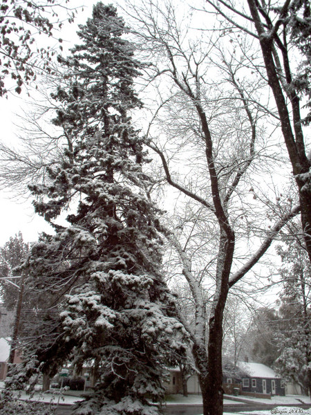 First Snow