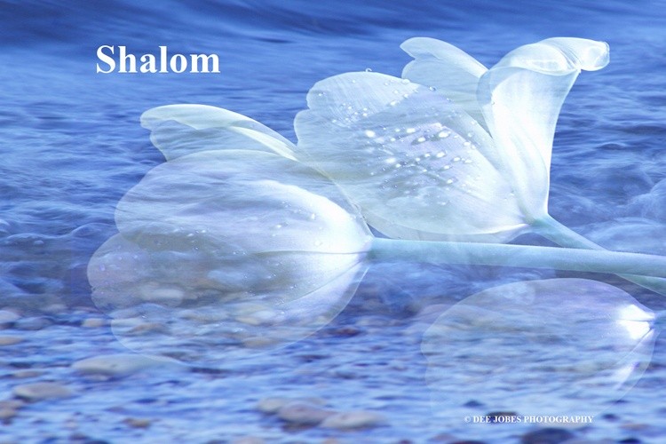Shalom