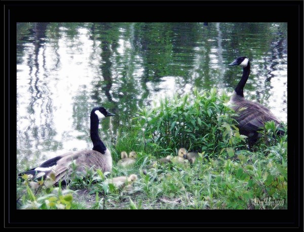 Sheltered Love
