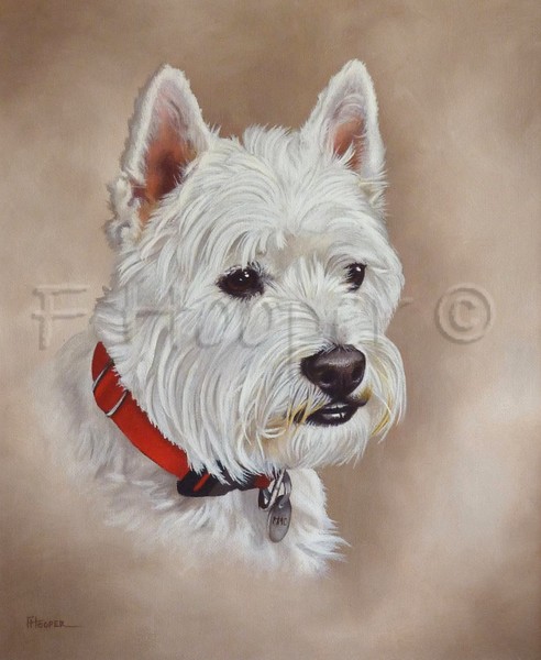 Mac (west highland white terrier)