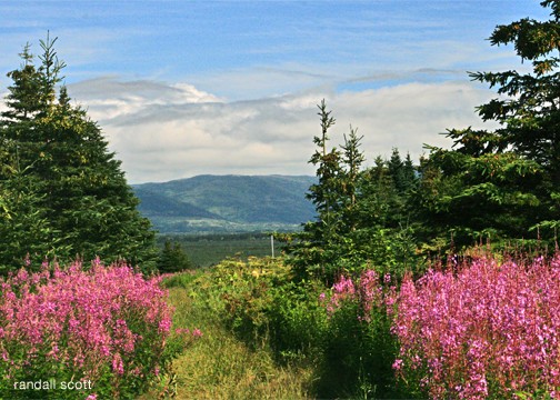 Pretty In Pink