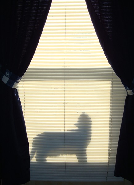 New Shadow