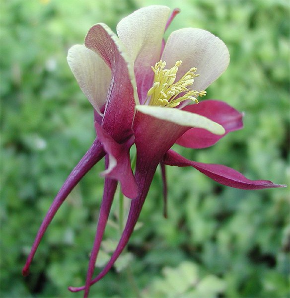 Golden Gate Park Columbine