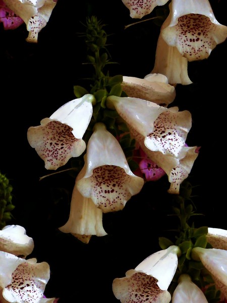 Classic Fox Gloves (One)