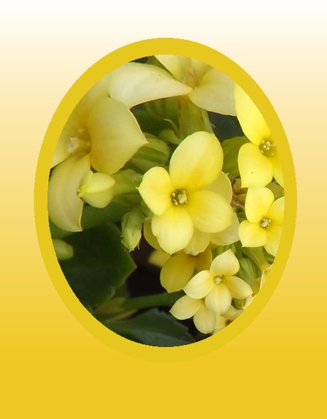 Specially Shaped Flowers (Three)