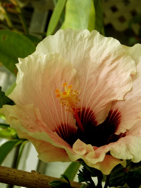 Hibiscus In The Park (Six)