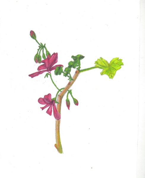 Pink Flower